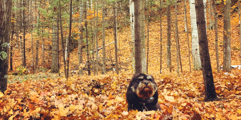 Travel in the Middle East in 2015